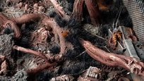 Gamers Grass: Grass tufts - 6 mm - Alien Void (Wild) Inna marka