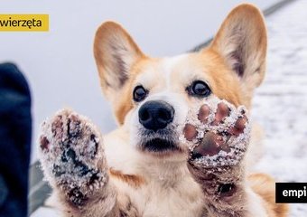 Gdy śnieg gryzie w łapy - jak zabezpieczyć psie łapki przed mrozem i solą?