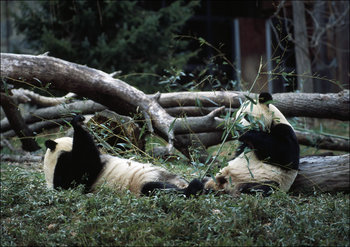 Giant pandas, the star attraction at the Smithsonian Institution’s National Zoo., Carol Highsmith - plakat 29,7x21 cm - Galeria Plakatu
