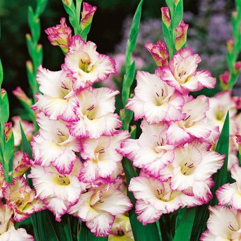Gladiolus - Mieczyk Biało-Różowy 1 kg Mieczyki Cebulki cebule kwiatowe - BENEX