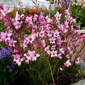 Gladiolus Mieczyk Carneus 5 szt cebulki kwiatów - BENEX