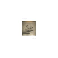 Grouper - Shade Grouper