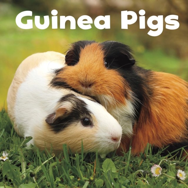 Guinea Pigs - Amstutz Lisa J. | Książka W Empik