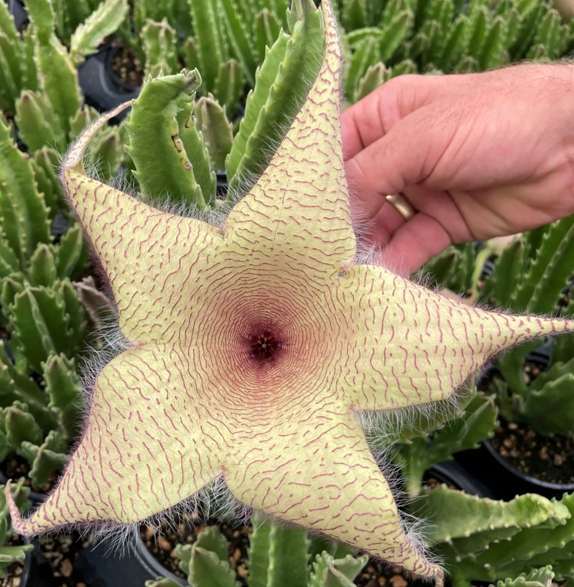 GWIAZDA SZERYFA (STAPELIA GIGANTEA) 5 NASION