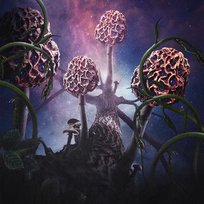 Hallucinogen Blut Aus Nord