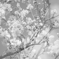 Hanamichi - The Final Studio Recording. Volume II Kikuchi Masabumi