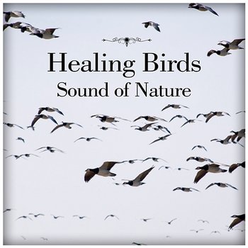 Healing Birds – Sound of Nature: Relaxation Music for Meditation, Yoga, Sleeping Trouble, Spa, Massage & Study, Calming Music - Healing Yoga Meditation Music Consort