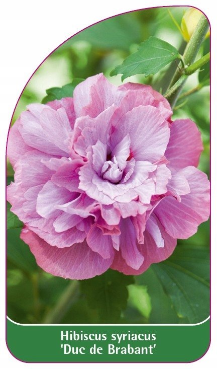 Hibiskus Duc De Brabant