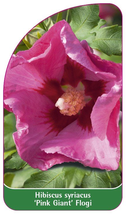 Flogi Process Hibiscus syriacus 'Pink Giant' Flogi etykieta - Euroflora | Sklep EMPIK.COM