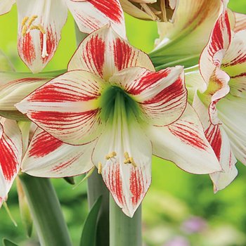 Hippeastrum Amarylis Ambiance 1 szt Cebula - BENEX