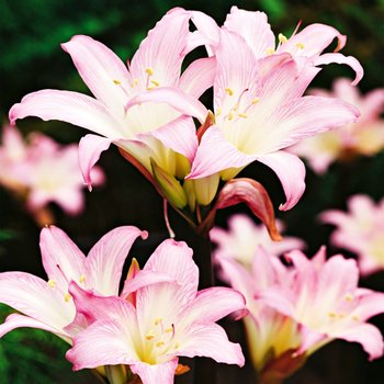 Hippeastrum Zwartnica Amarylis Belladonna 1 szt - BENEX