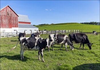 Holstein dairy cows at a farm, Carol Highsmith - plakat 29,7x21 cm - Galeria Plakatu