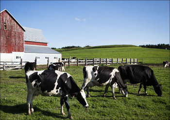 Holstein dairy cows at the Dunnum Family’s Top of the Town dairy farm near Westby in Vernon County, Wisconsin., Carol Highsmith - plakat 29,7x21 cm - Galeria Plakatu