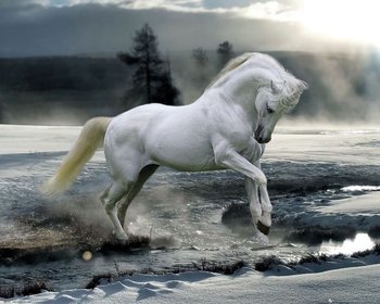 Horse Snow - plakat 50x40 cm - GBeye