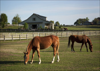 Horses at a ranch in rural Alabama, Carol Highsmith - plakat 70x50 cm - Galeria Plakatu