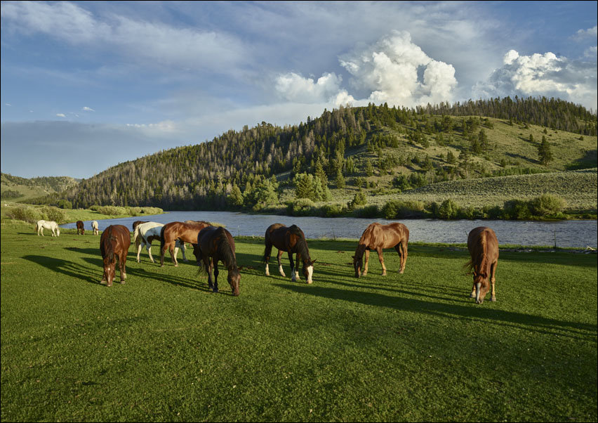 Horses graze in the pasture at the A Bar A guest ranch, near Riverside