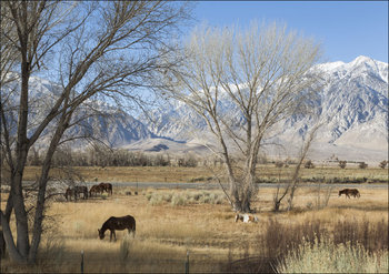 Horses grazing, Carol Highsmith - plakat 60x40 cm - Galeria Plakatu