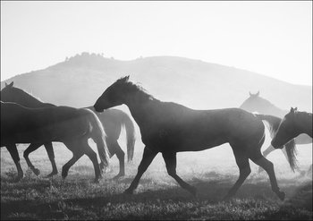 Horses head for the corral in the daily roundup of horses, Riverside, Wyoming, Carol Highsmith - plakat 29,7x21 cm - Galeria Plakatu