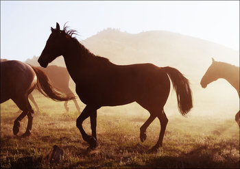 Horses head for the corral in the daily roundup of horses, Riverside, Wyoming., Carol Highsmith - plakat 42x29,7 cm - Galeria Plakatu