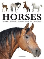 Horses Paula Hammond