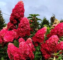 Hortensja Melba Fraise Intensywna Czerwień Inna marka