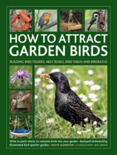 How To Attract Garden Birds: What To Plant; Bird Feeders, Bird Tables ...