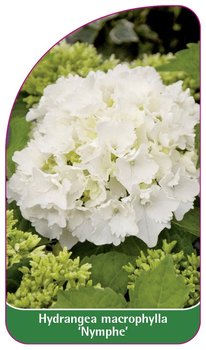 Hydrangea macrophylla 'Nymphe' etykieta szkółkarska - Inny producent