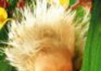 Luc Besson przyjedzie do Polski