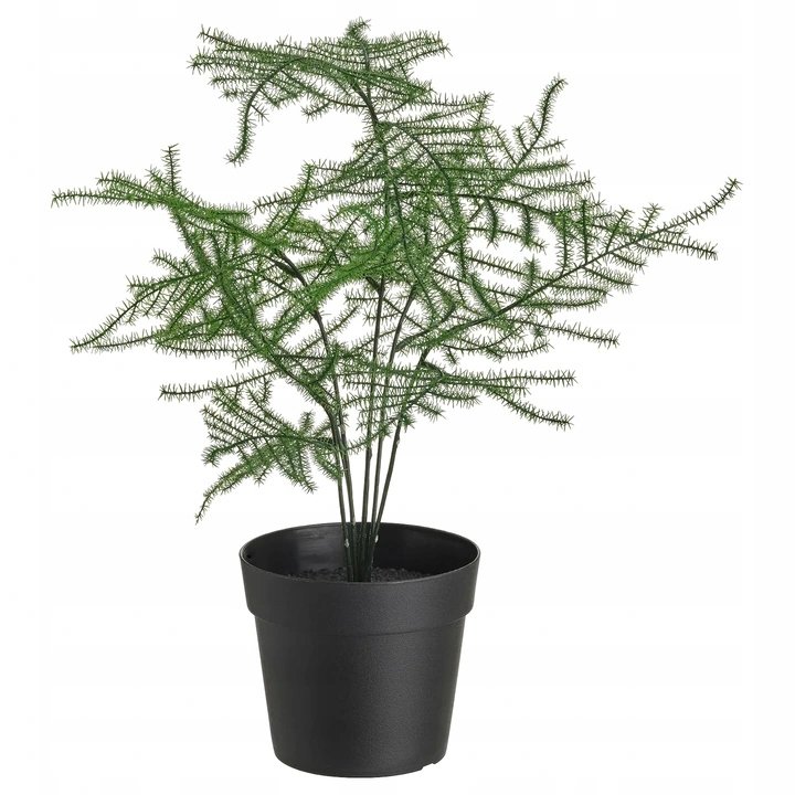 Ikea Fejka Asparagus Szparag Lekarski Sztuczny Ikea Sklep