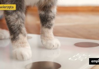 Ile powinien ważyć kot? Jak rozpoznać nadwagę u kota?