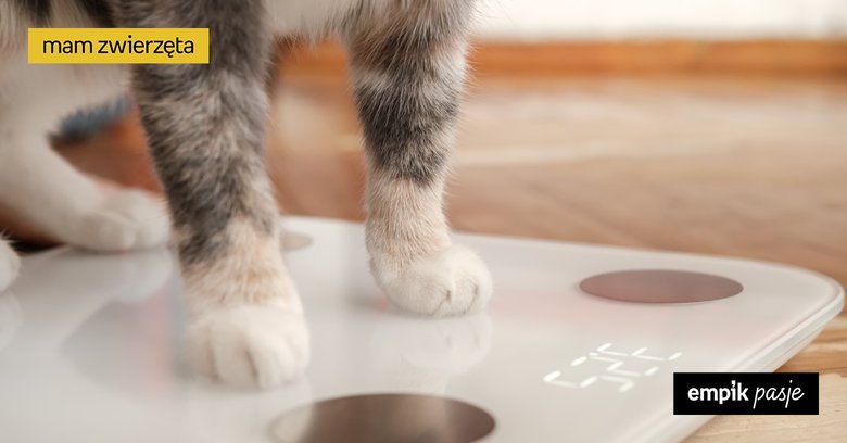Ile powinien ważyć kot? Jak rozpoznać nadwagę u kota?