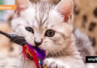 Interaktywne zabawki dla kotów – co musisz o nich wiedzieć?