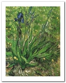 Irises plakat obraz 40x50cm - Wizard+Genius