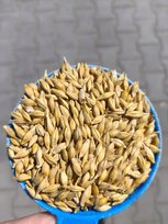 J�czmie� pasza ca�e ziarno dla kur go��bi 5kg