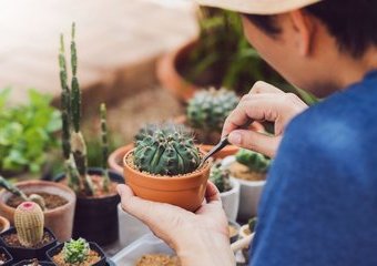 Jak dbać o kaktusy? 