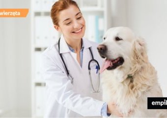 Jak dbać o zdrowie psa?