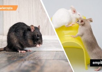 Jak hodować szczura i myszy w domu i co jest do tego potrzebne?