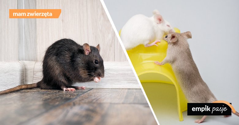 Jak hodować szczura i myszy w domu i co jest do tego potrzebne?