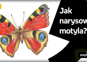Jak narysować motyla krok po kroku