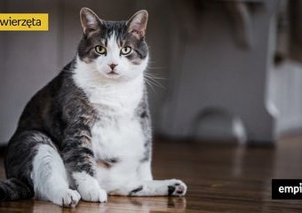 Jak odchudzić kota? 5 wskazówek dietetyka zwierzęcego