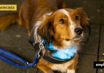 Jak poprawić widoczność naszego psa na wieczornych spacerach? Poznajcie najlepsze pomysły!
