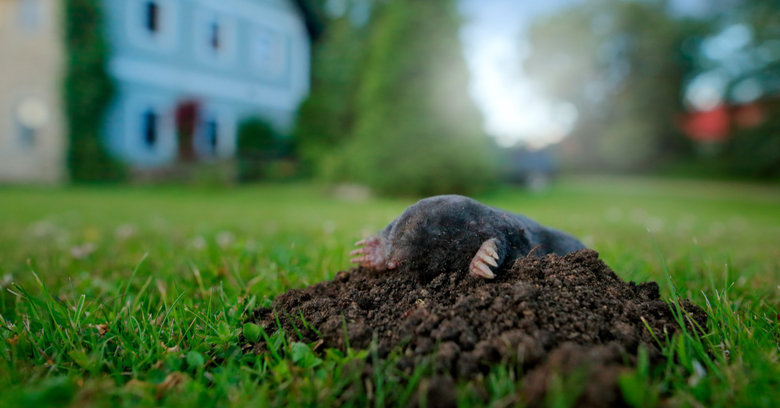 Jak pozbyć się nieproszonych gości z ogrodu? Sposoby na myszy, krety i nornice