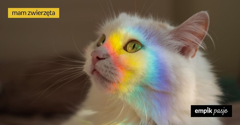 Jak widzą koty? Co potrafią kocie oczy?