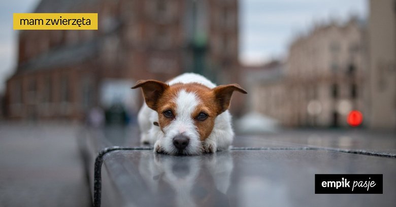 Jak znaleźć psa, który uciekł? 7 najważniejszych kroków 