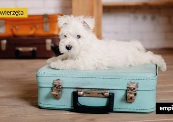 Jak zorganizować opiekę nad psem na czas urlopu?