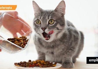 Jaka karma sucha dla kota?