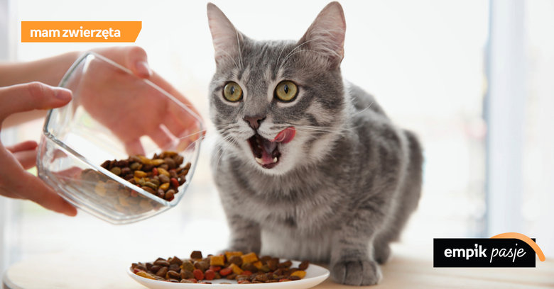 Jaka karma sucha dla kota?