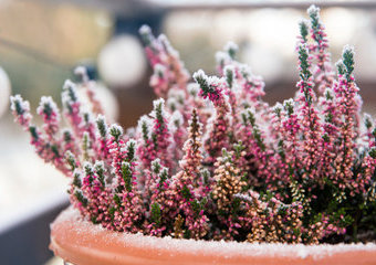 Jakie rośliny na balkon sprawdzą się na zimę? Aranżacja zimowego balkonu