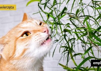 Jakie rośliny są trujące dla kota i czym je zastąpić?