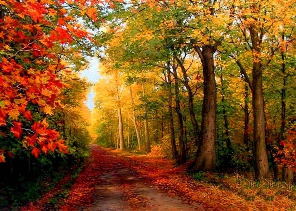 Zdjęcia - Rysowanie Jesienny Las